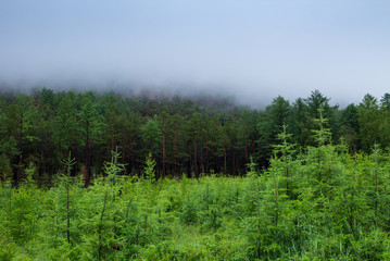 Misty green forest, the fog over the trees. Siberian taiga, 4k, time lapse