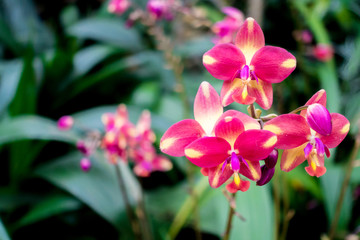 Naklejka premium pink spathoglottis sp. in the garden