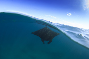 Fototapeta premium Płaszczka