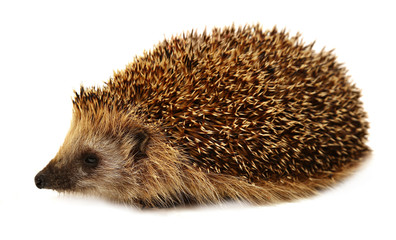 Fototapeta premium Hedgehog isolated on white background. The European hedgehog.