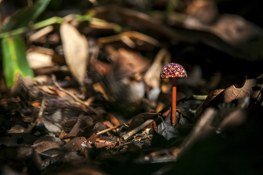 Cogumelo (Fungi) | Mushroom photographed in Linhares, Esp&iacute;rito Santo - Southeast of Brazil. Atlantic Forest Biome.
