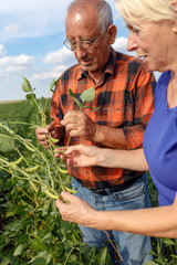 Fototapeta premium Senior couple working in soybean field and examining crop.