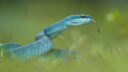 Trimeresurus Insularis Blue is a kind of sunda pit viper from Flores Island Indonesia