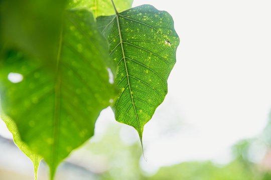 Green leaf of Buddha Pho leaf  Bothi leaf or Bho leaf in Thailand temple