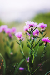 Obraz premium nature vintage autumn flowers