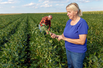 Senior couple working in soybean field and examining crop. Female farmer holding smart phone in her hand