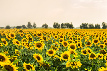 Obraz premium Sunflowers field