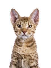 Head shot of Ocicat kitten isolated on white
