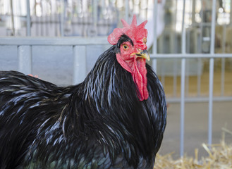 black cock with a red comb