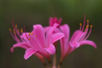 ピンクのリコリス