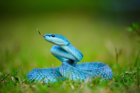 Trimeresurus insularis blue in the grass.