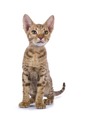 Ocicat kitten sitting straight isolated on white background