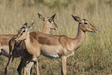 Impala South Africa