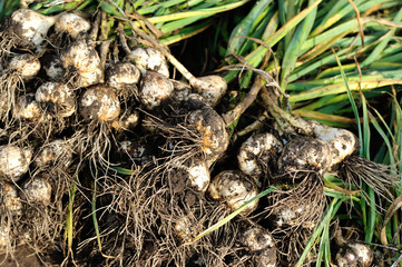  fresh garlic selling at agriculture market