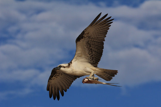 Osprey in flight carrying fish