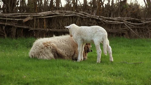 Cordero y oveja recostada en la hierba de un prado verde en actitud cari&ntilde;osa y maternal