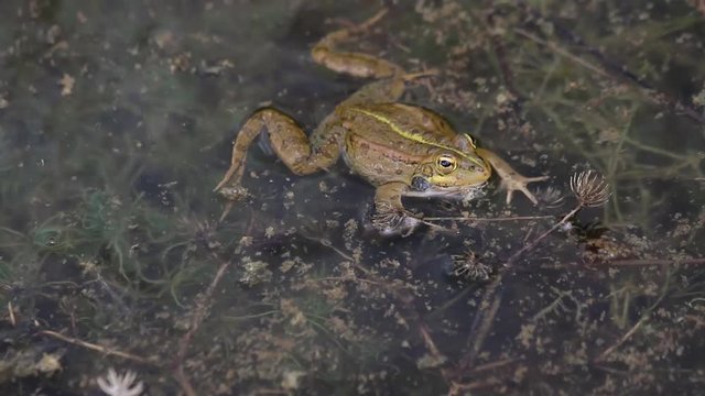 Rana en una charca orinando 