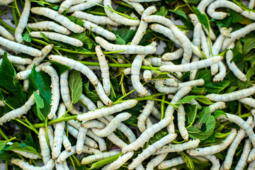 Silkworm caterpillar