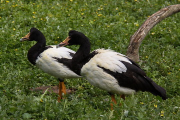 Magpie Goose