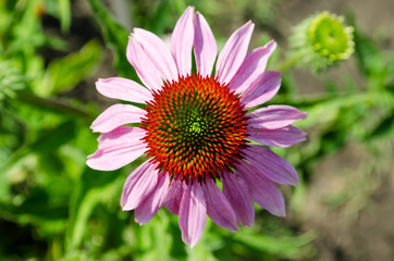 open the flower Bud with red-green centre and pink petals, Rudbeckia Purpurea (Echinacea), top view, closeup