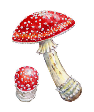 Set of red fly agarics, watercolor drawing on a white background with clipping path.