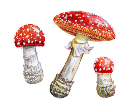 Set of red fly agarics, watercolor drawing on a white background with clipping path.