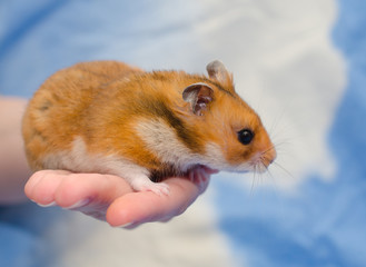 Funny cute Syrian hamster sitting on a human hand (against a bright blue background)
