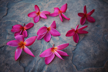 Obraz na płótnie Canvas plumeria flower tropical flower