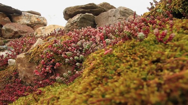 Una de las especies de la planta Sedum en primavera. Naciendo en rocas de una tapia