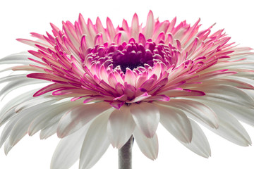 lovely white and pink chrysanthemum flower, white backround. closeup, studio shot