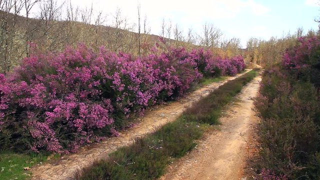 Camino de tierra entre Brezos de color Malva
