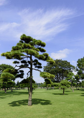 The tree in the city square