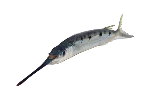Robust garfish isolated 