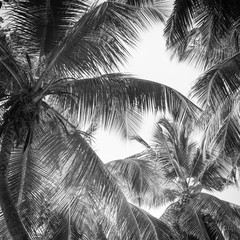 Naklejka premium High palms on a tropical beach