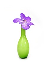 Beautiful orchid and vase on a white background