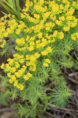Fototapeta premium Zypressen-Wolfsmilch (Euphorbia cyparissias)