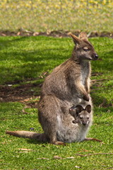 Naklejka na ściany i meble Wallaby auf Kangaroo Island in Australien