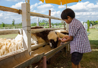 Asian boy feeding food to sheep in the farm