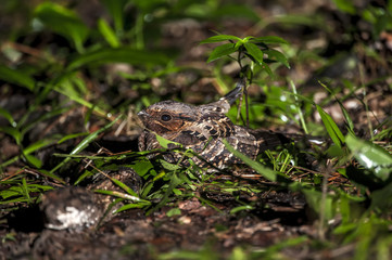 Bacurau (Hydropsalis albicollis) | Pauraque photographed in Linhares, Espírito Santo - Southeast of Brazil. Atlantic Forest Biome.