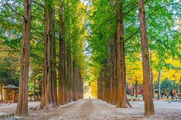 Row of green trees in Nami Island, Korea.