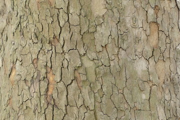 detail of a tree skin texture