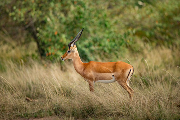 Antelope (Aepyceros melampus)