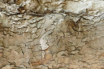 detail of a tree skin texture