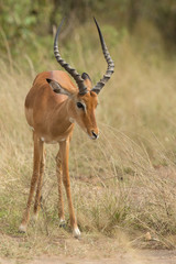 Antelope (Aepyceros melampus)