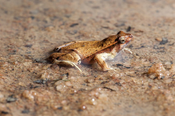 Naklejka premium Rãzinha Linhares (Physalaemus aguirrei) | Linhares Dwarf Frog photographed in Linhares, Espírito Santo - Southeast of Brazil. Atlantic Forest Biome.