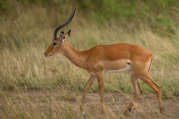 Naklejka na ściany i meble Antelope (Aepyceros melampus)
