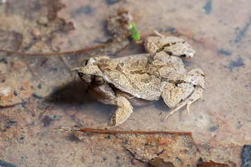 Rãzinha Linhares (Physalaemus aguirrei) | Linhares Dwarf Frog photographed in Linhares, Espírito Santo - Southeast of Brazil. Atlantic Forest Biome.