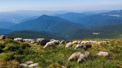 Fototapeta premium High in the mountains shepherds graze cattle on the background of the Carpathians landscape. 