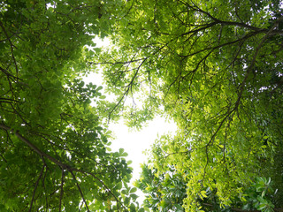 Green leaves background with copyspace.