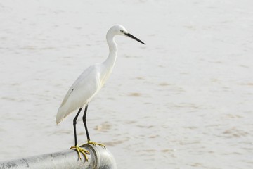 white great egret
